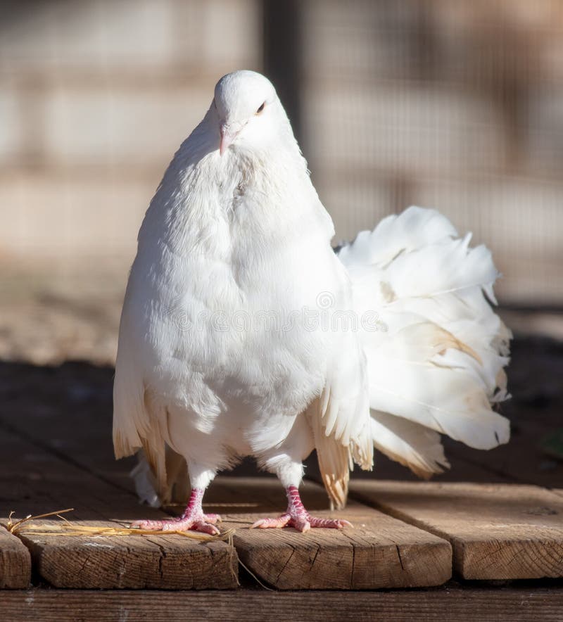 Portrait of a White Dove on a Farm Stock Image Image of portrait