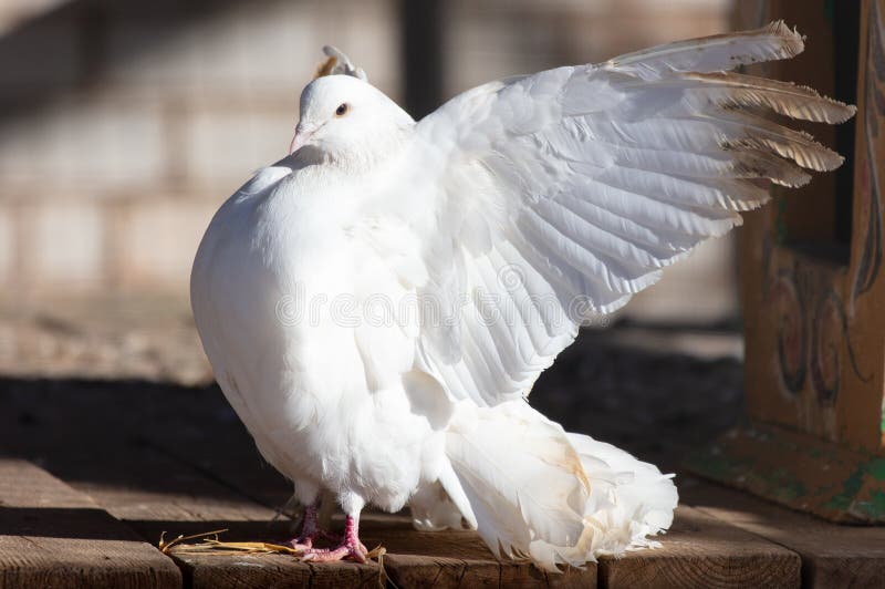 Portrait of a White Dove on a Farm Stock Photo Image of sitting