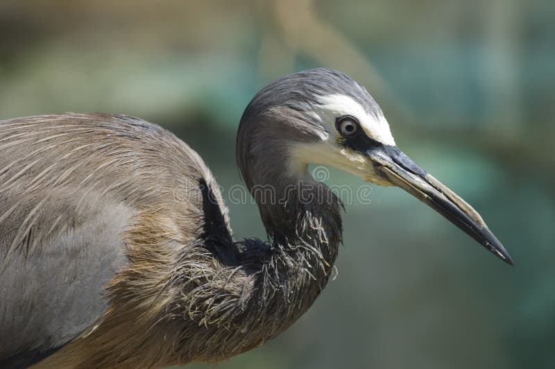Portrait of a white-faced heron royalty free stock image