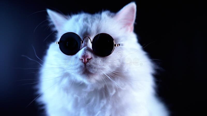 Very closeup view of amazing domestic pet in mirror round fashion  sunglasses is isolated on blue wall. Furry cat in studio. Animals, friends,  home concept. - Stock Image - Everypixel