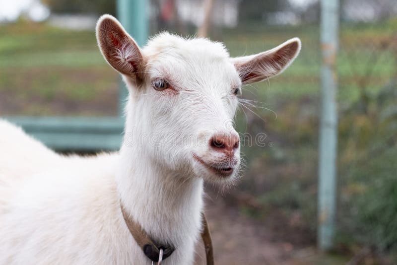 Portrait of a White Goat on a Farm in a Fence Stock Photo Image of