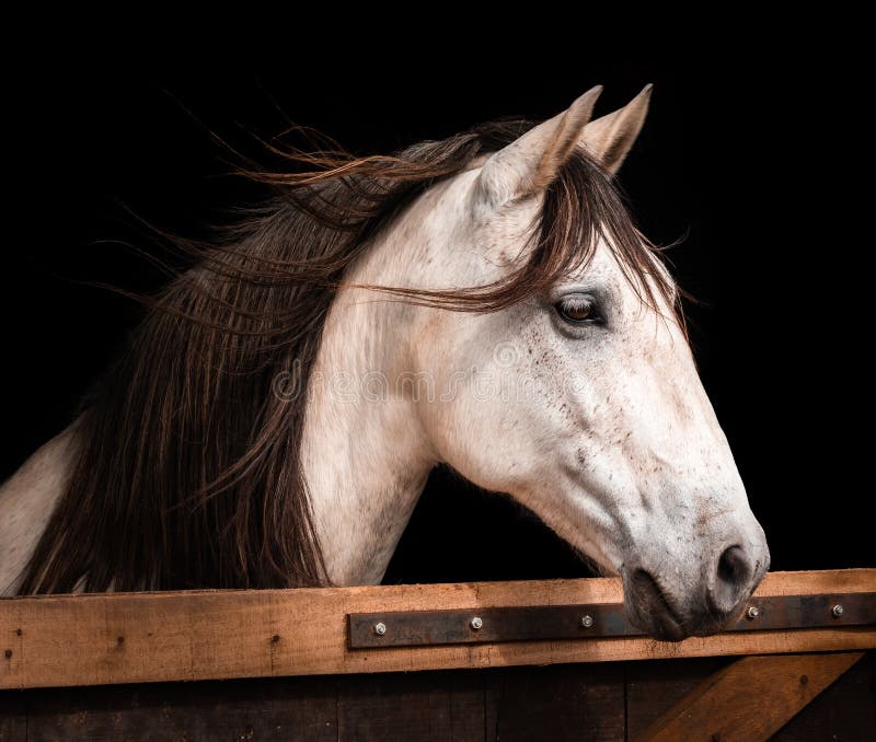 Bay Horse Standing Isolated White Background Stock Photo by ©kwadrat70  206585414