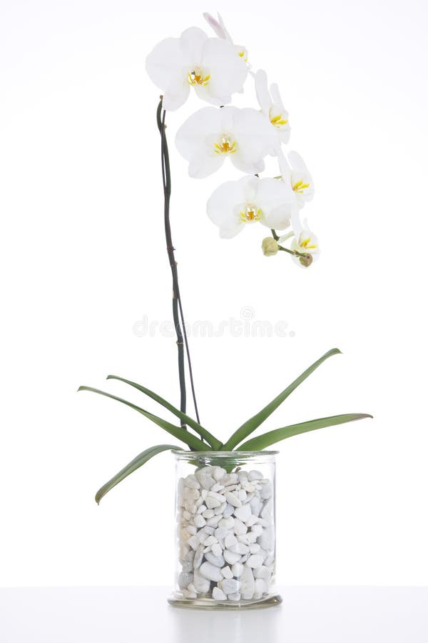 Portrait of a white orchid in flower