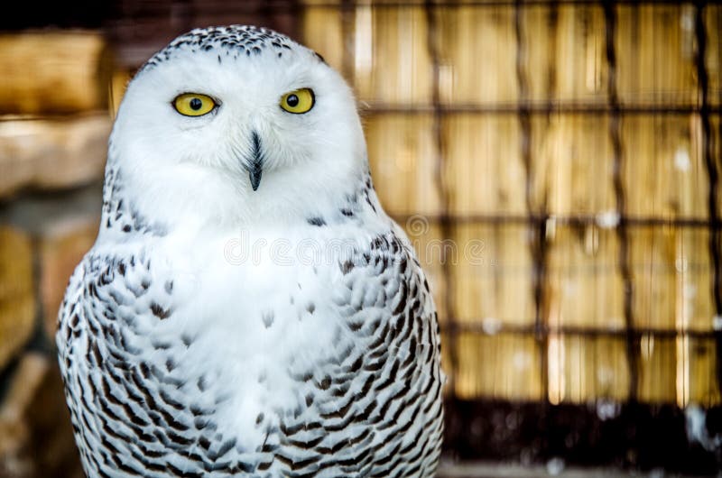 Portrait of a White Owl Staring at the Camera. Stock Image Image of
