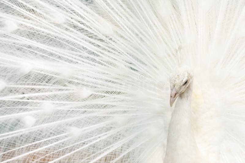 18 226 White Peacock Photos Free Royalty Free Stock Photos From Dreamstime 18 226 White Peacock Photos Free Royalty Free Stock Photos From Dreamstime