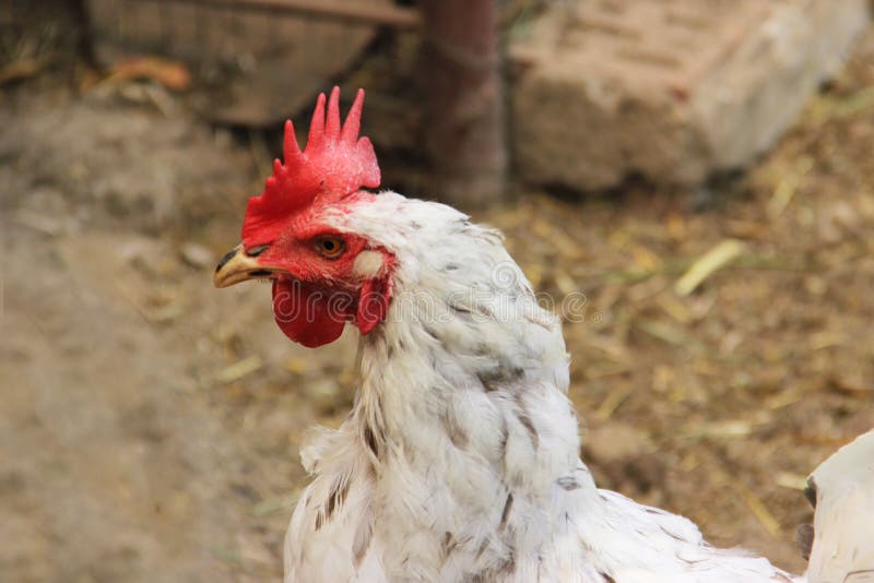 Portrait of a white rooster. head. stock photos Portrait of a white rooster. head. stock photos