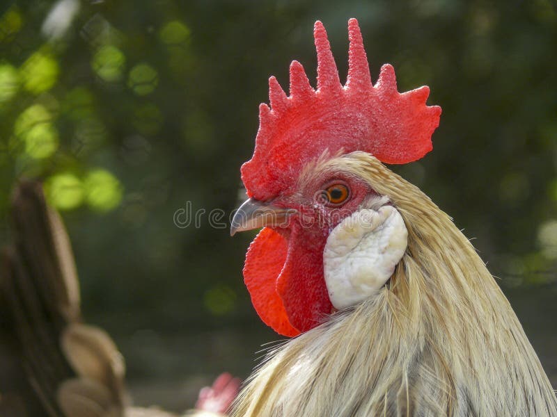 1,105 Chicken Net Stock Photos - Free & Royalty-Free Stock Photos