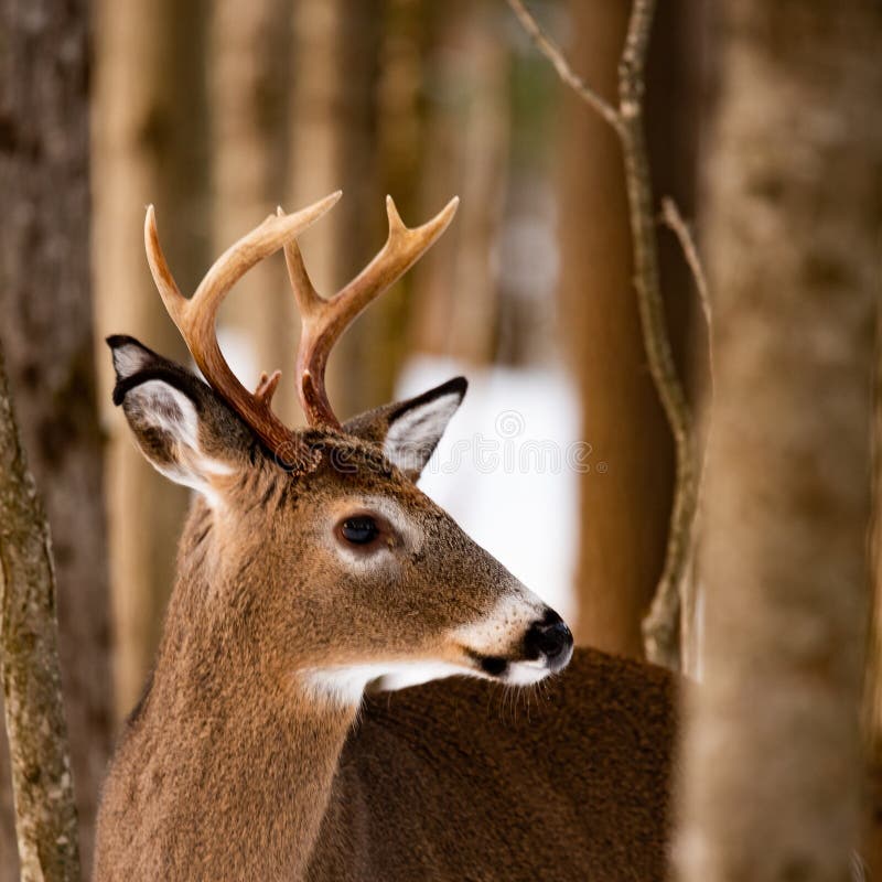 Portrait of a whitetail deer buck standing in the forest
