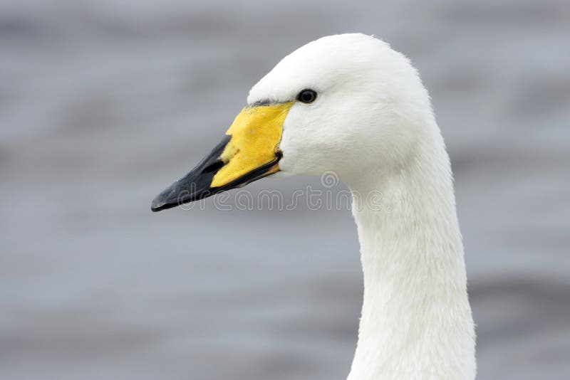 A portrait of a Whooper Swan (Cygnus cygnus) stock photo