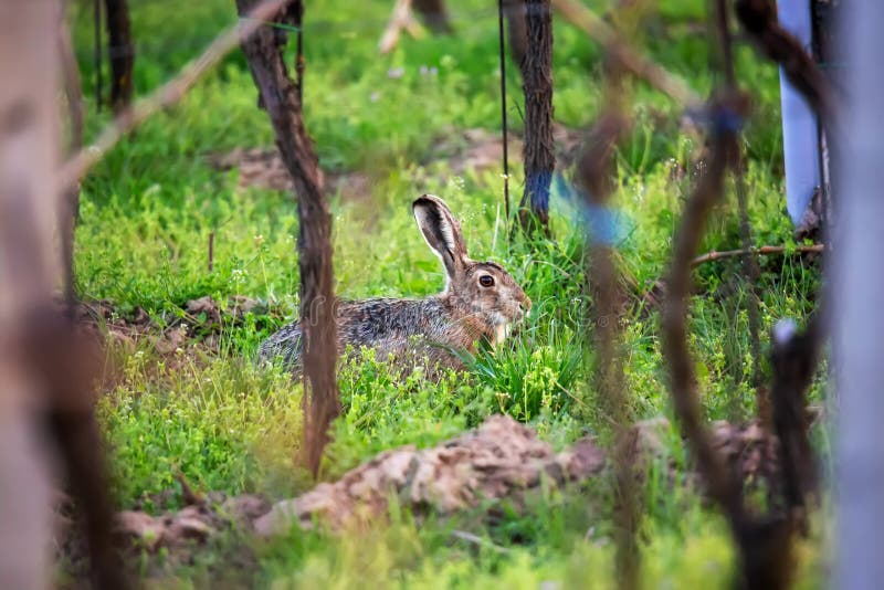Portrait of wild european hare Lepus Europaeus on green grass with vineyards in spring druing nice sunset light royalty free stock photos Portrait of wild european hare Lepus Europaeus on green grass with vineyards in spring druing nice sunset light royalty free stock photos