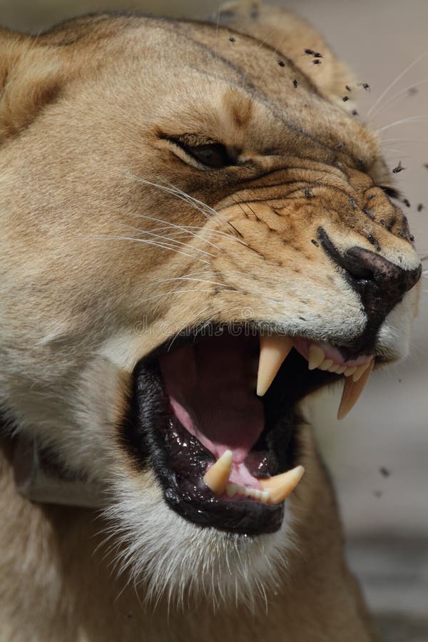 Portrait of wild free roaming african lion