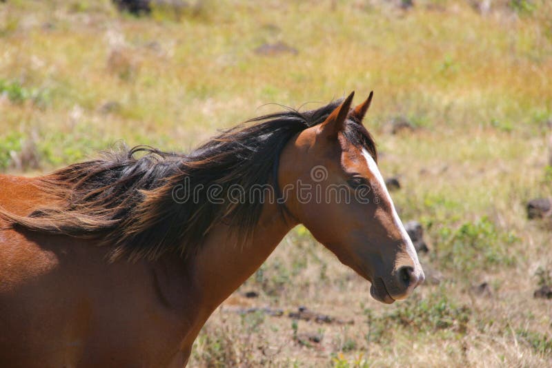 Portrait of a wild horse
