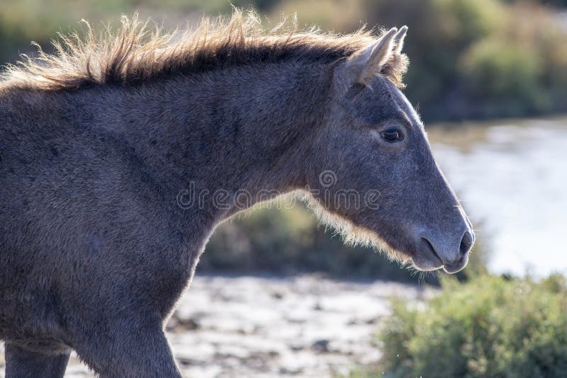 Portrait of a wild horse foal in the Camargue