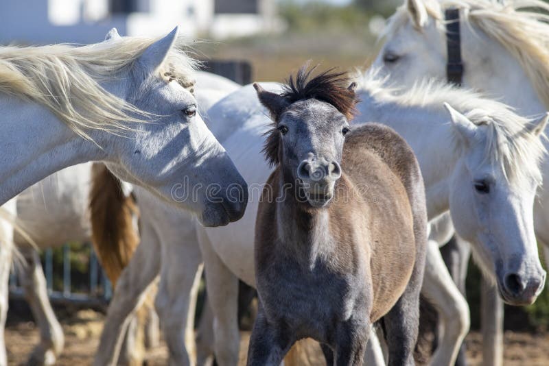 Portrait of a wild horse foal in the Camargue