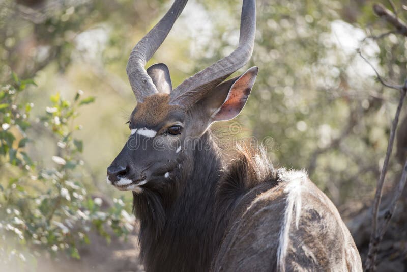Portrait of a Wild Male Nyala (Tragelaphus angasii) Antelope royalty free stock photography Portrait of a Wild Male Nyala (Tragelaphus angasii) Antelope royalty free stock photography