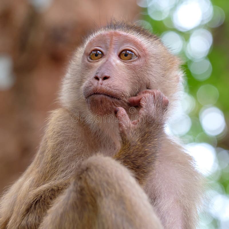 Portrait of wild monkey in forest. Close up view royalty free stock photo