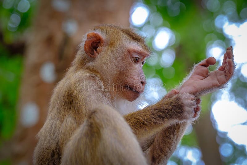 Portrait of wild monkey in forest. Close up view stock photos