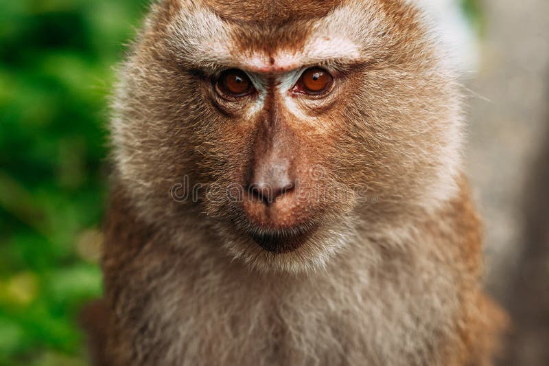 Monkey Selfie: Image Gallery (List View)