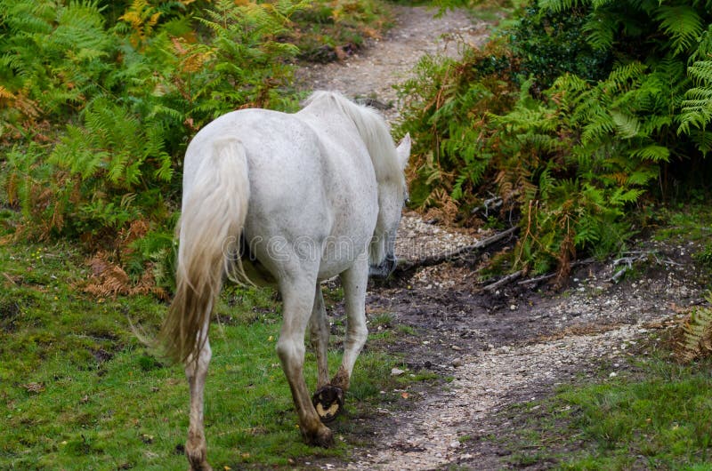 A portrait of a wild New Forest pony, one of the recognised mountain and moorland or native pony breeds of the British Isles stock photo A portrait of a wild New Forest pony, one of the recognised mountain and moorland or native pony breeds of the British Isles stock photo