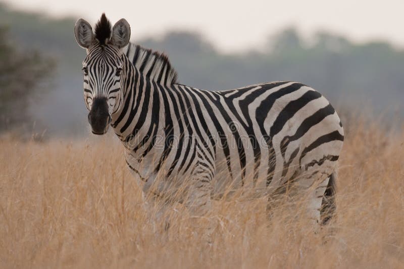 Portrait of a wild Zebra in southern Africa. royalty free stock photo