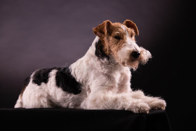 wire fox terrier black