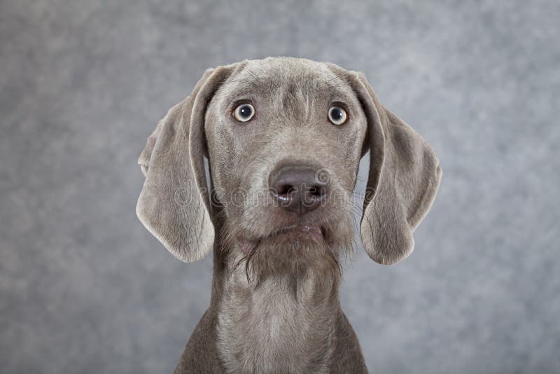 Portrait of Wirehaired Slovakian pointer dog