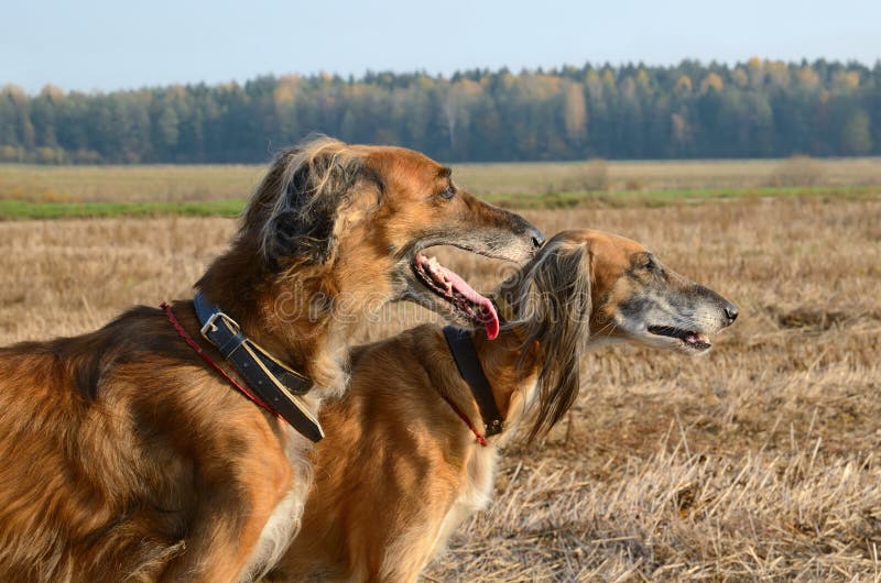 Two brown Saluki or Kazakh greyhounds Tazi on autumn backgroung. Two brown Saluki or Kazakh greyhounds Tazi on autumn backgroung