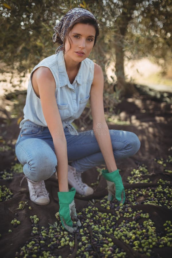 Portrait of woman collecting olives at farm royalty free stock photo Portrait of woman collecting olives at farm royalty free stock photo