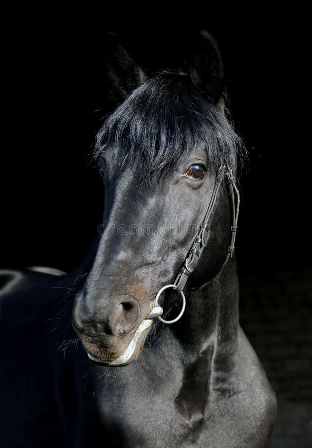 Portrait of wonderful black sportive stallion