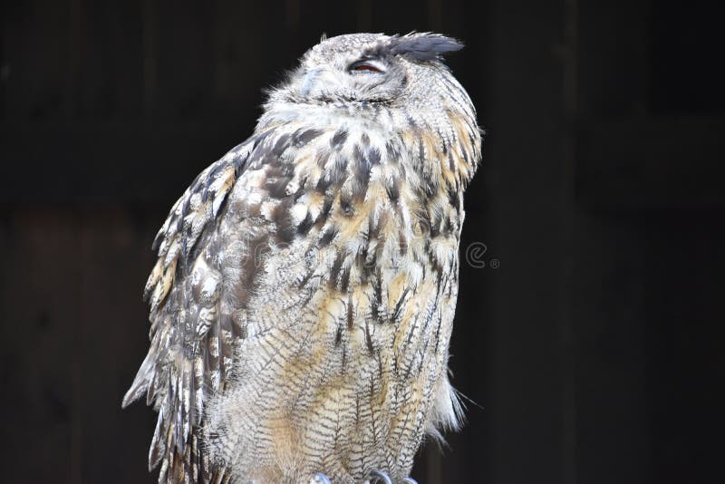Portrait of a wonderful brown Eurasian Owl stock photography