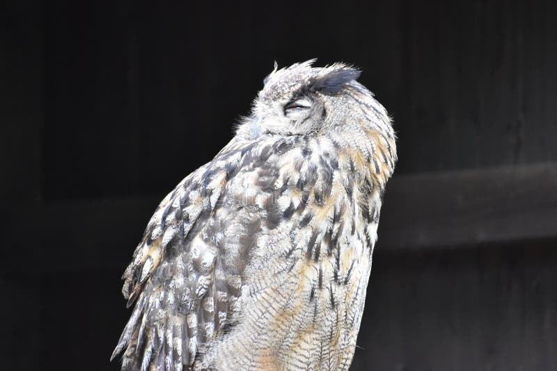 Portrait of a wonderful brown Owl sitting on a tree bark stock image