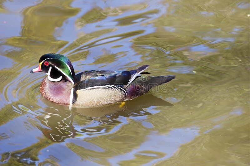 423 Wood Duck Feet Stock Photos Free & RoyaltyFree Stock Photos from