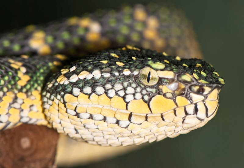 Portrait of a Yellowgreen Snake Stock Photo Image of poisonous