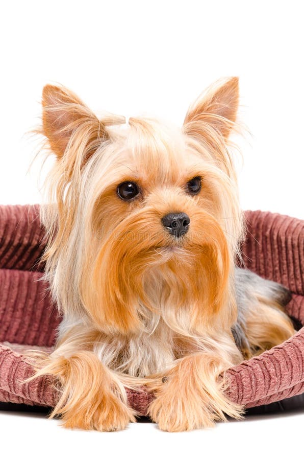 Portrait Of Yorkshire Terrier Dog Lying In Bed Stock Photo Image of
