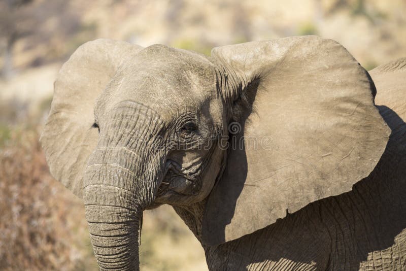 Portrait of young African elephant royalty free stock image Portrait of young African elephant royalty free stock image