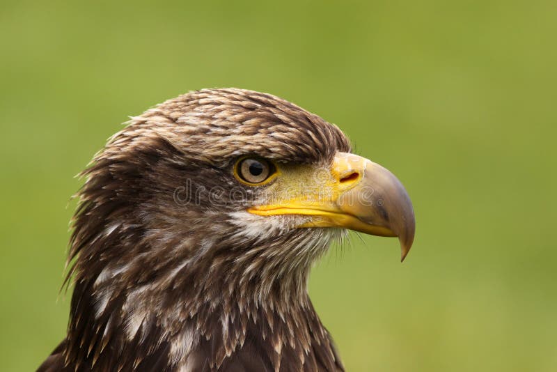 Portrait of a young bald eagle stock images
