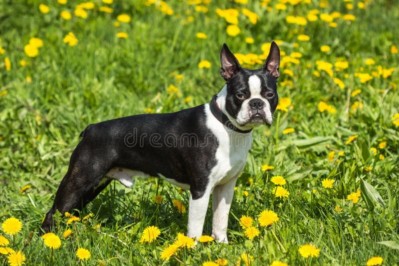 Boston Terrier dog standing in the grass and dandelions