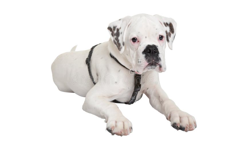 Portrait of Young Boxer Dog Stock Image Image of snout, space 30281623