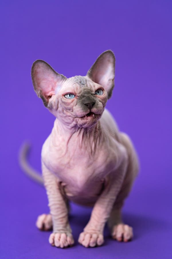 Hairless Little Pussy