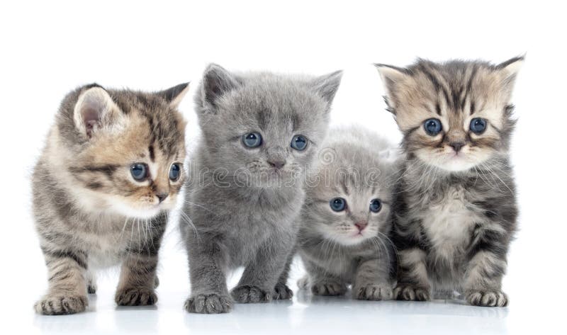 Portrait of young cats  group . Studio shot. .