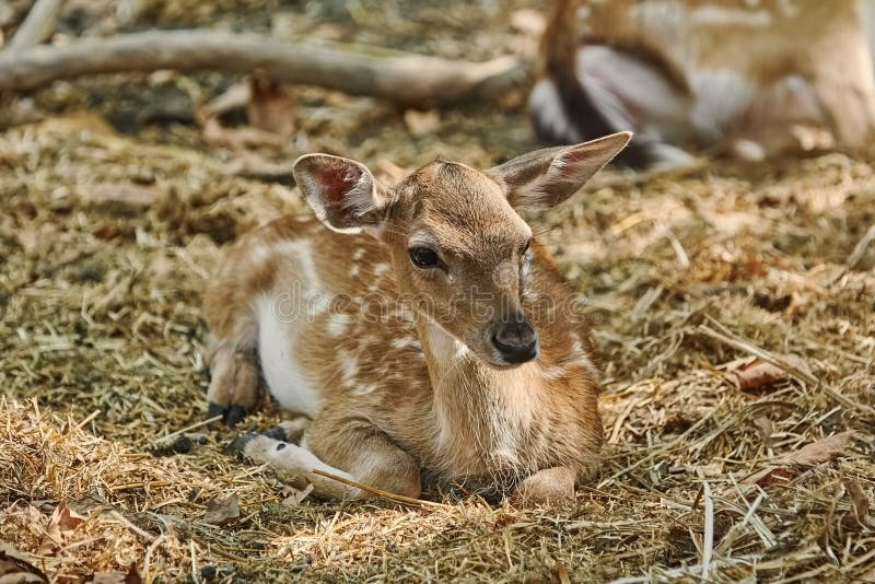 Portrait of a Young Deer stock photo. Image of mammal - 121344186