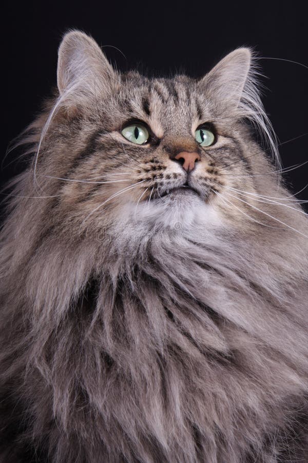 Portrait of young female cat Norwegian