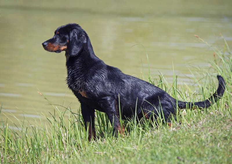 Portrait of a young female of the Slovakian hound