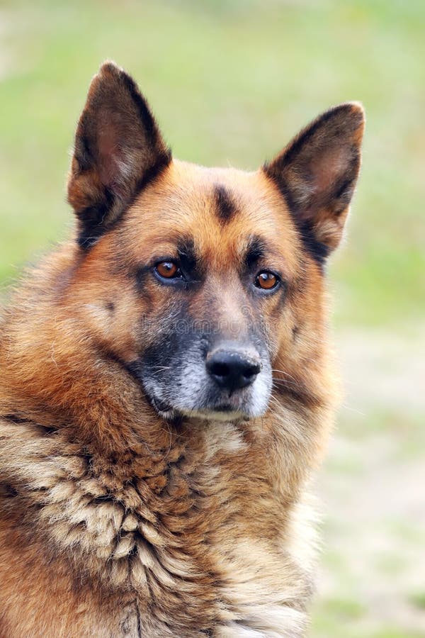 Portrait Of A Young German Shepherd On A Trail In The Green Stock Photo ...