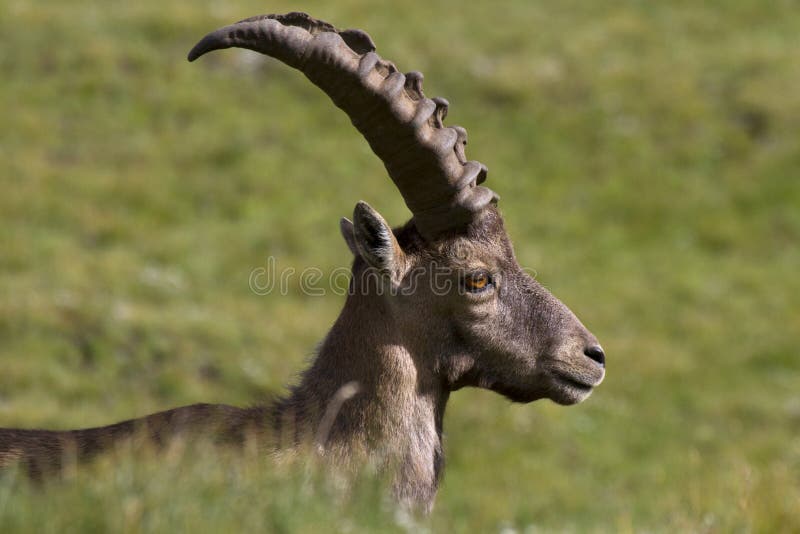 Portrait of young ibex in the Alps