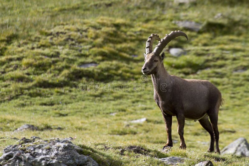 Portrait of young ibex in the Alps