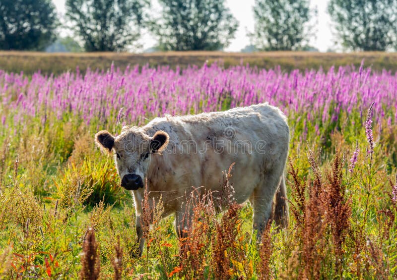Portrait of a young light colored Galloway cow stock photo Portrait of a young light colored Galloway cow stock photo