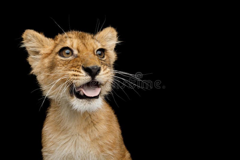 Funny Portrait of Lion Cub with opened mouth like dog showing tongue Isolated on Black Background, front view. Funny Portrait of Lion Cub with opened mouth like dog showing tongue Isolated on Black Background, front view