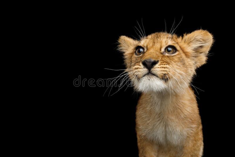 Portrait of Cute Lion Cub With Curious face looking for Isolated on Black Background, front view. Portrait of Cute Lion Cub With Curious face looking for Isolated on Black Background, front view