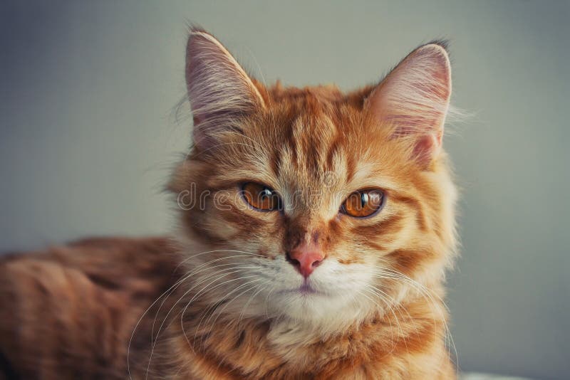 Portrait of a young red haired cat closeup